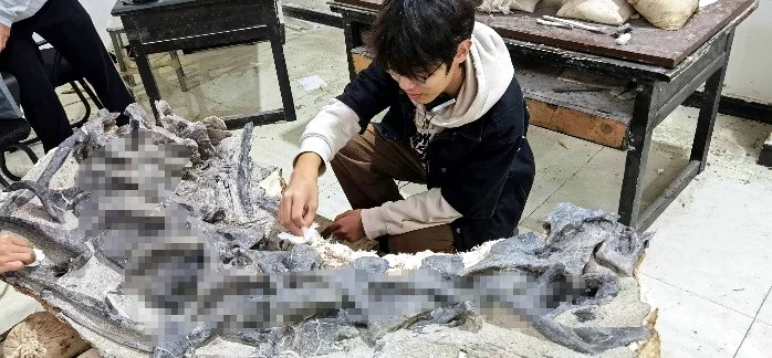 化石数字化重建过程